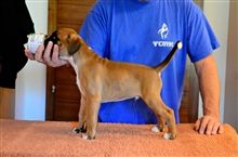 7 weeks